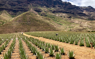 L'Aloe Vera des Îles Canaries pour des produits cosmétiques naturels d'exception