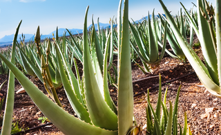 L'Aloe Vera dans les Cosmétiques : Une Guérison Naturelle pour la Peau