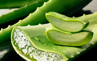 Aloïne : L'Ingrédient Fondamental de l'Aloe Vera